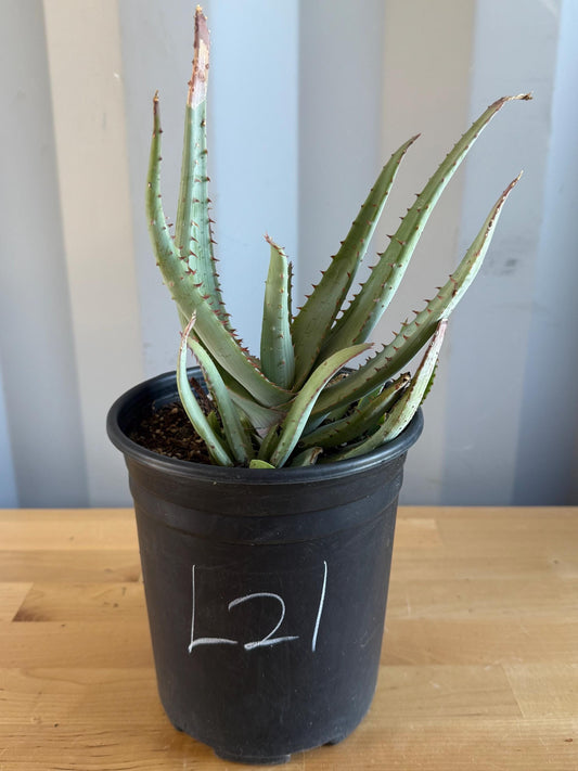 Aloe Glauca (L21) | 'Blue Aloe' Aloe Glauca