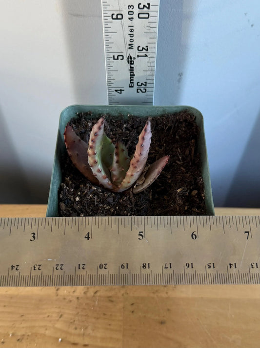 4-inch Aloe Marlothii (L40) | ‘Mountain Aloe’