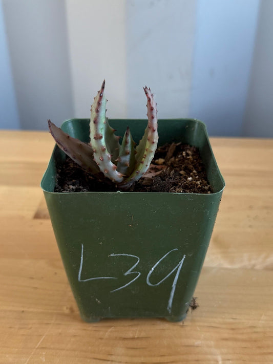 4-inch Aloe Marlothii (L39) | ‘Mountain Aloe’