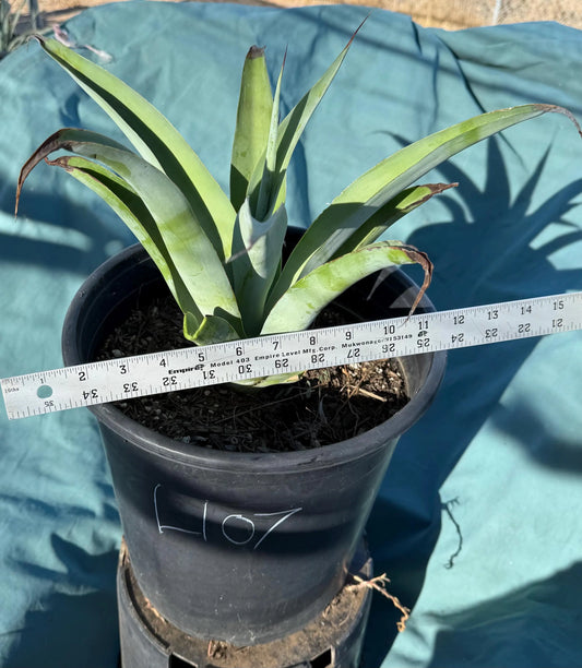 5-gal Octopus Agave (L107) | Agave vilmoriniana