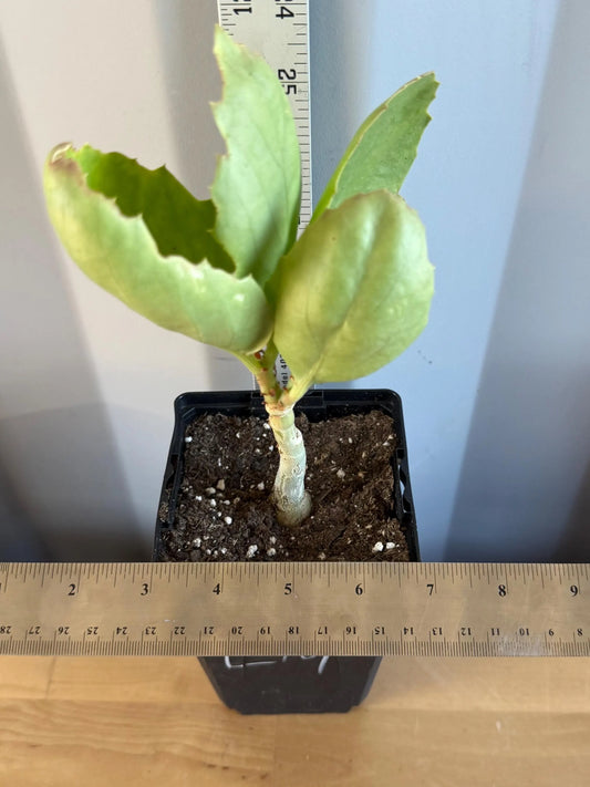4-inch Cyphostemma cirrhosum (L19)