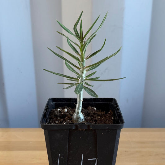 4-inch Pachypodium bispinosum (L17)