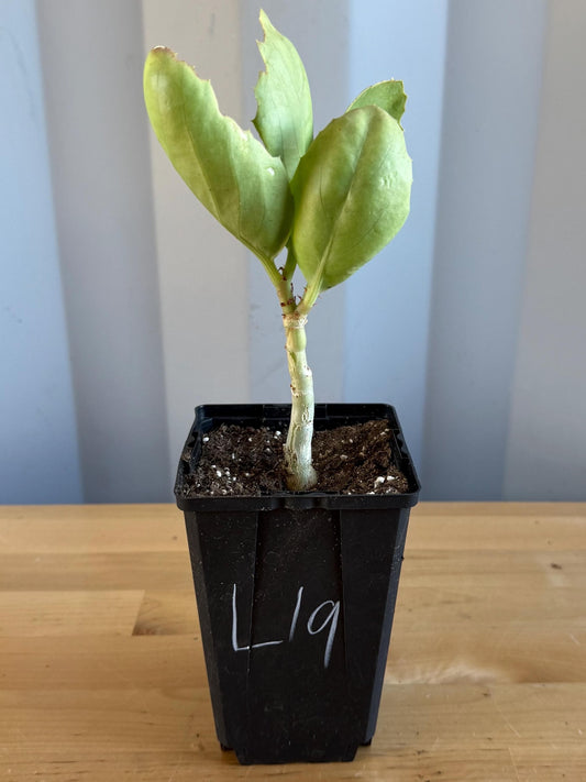 4-inch Cyphostemma cirrhosum (L19)