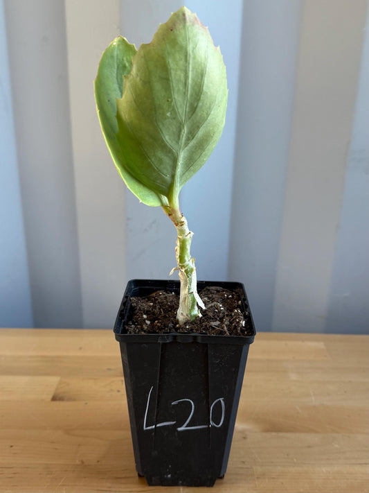 4-inch Cyphostemma cirrhosum (L20)