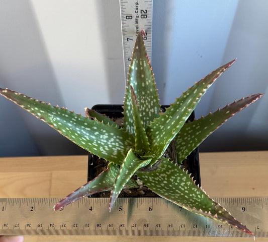 Aloe 'Cynthia Giddy' (L1)