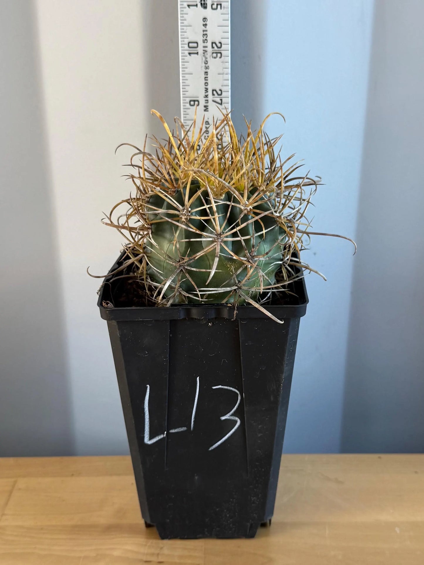 SUPER RARE Yellow Ferocactus | Ferocactus chrysacanthus (L13)