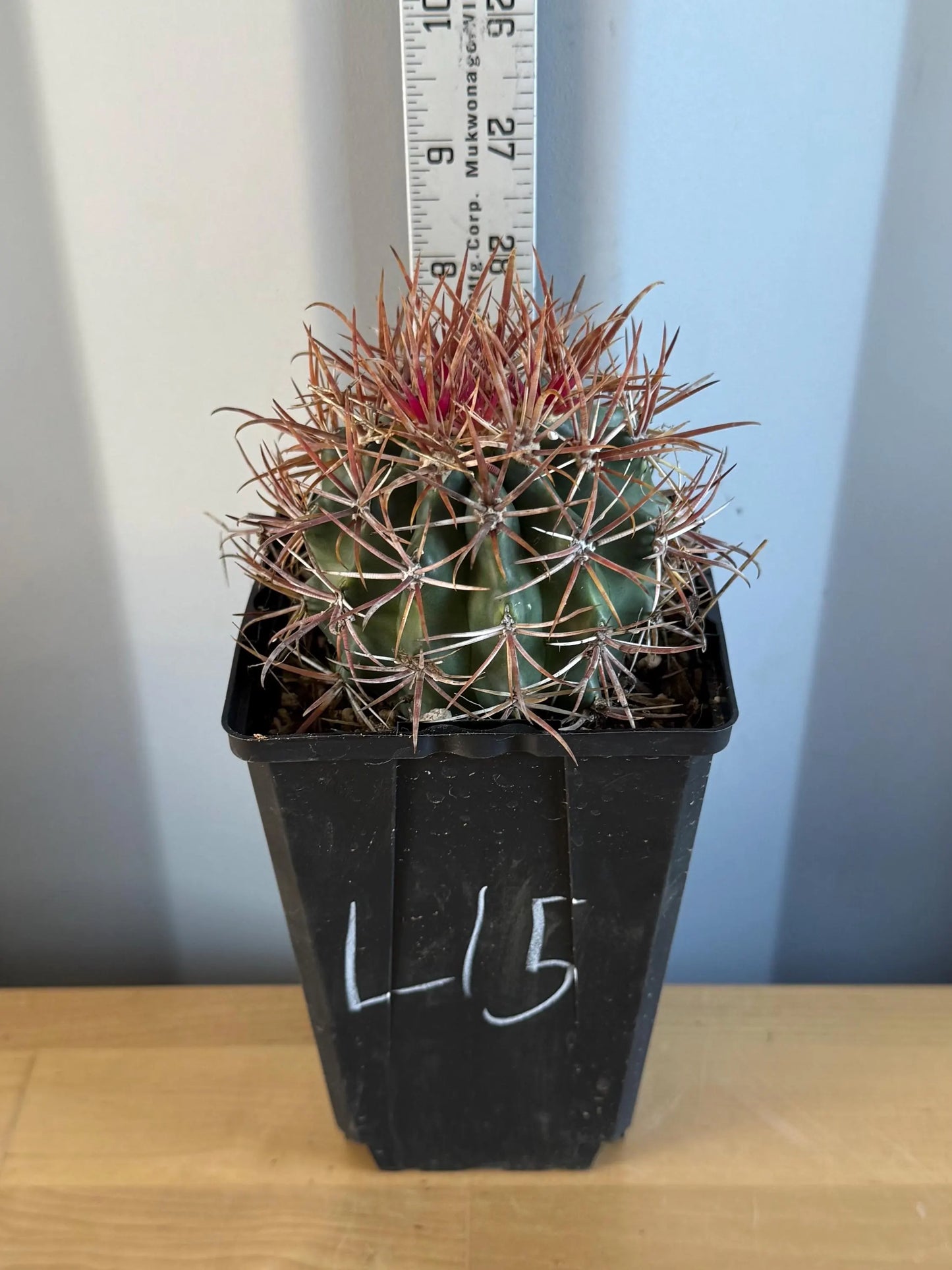 SUPER RARE Red Ferocactus | Ferocactus chrysacanthus var. rubrispinus (L15)