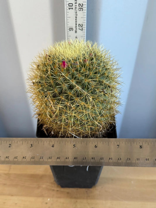 Mammillaria  (L54)