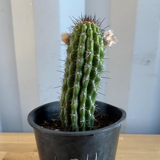 Trichocereus thelegonus (L24)