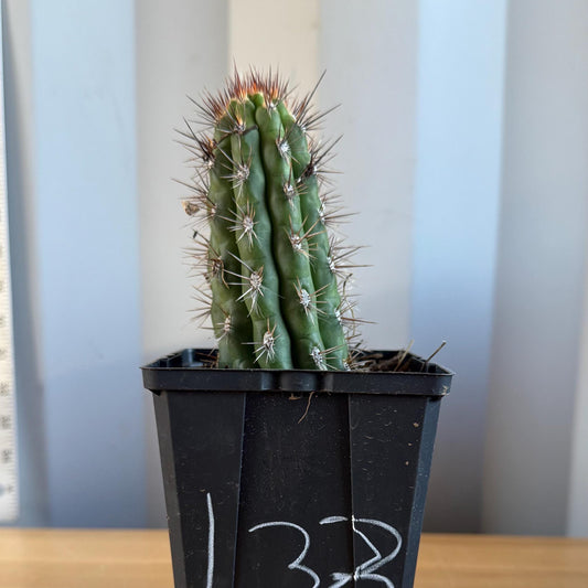 Cleistocactus fieldianus (L33)