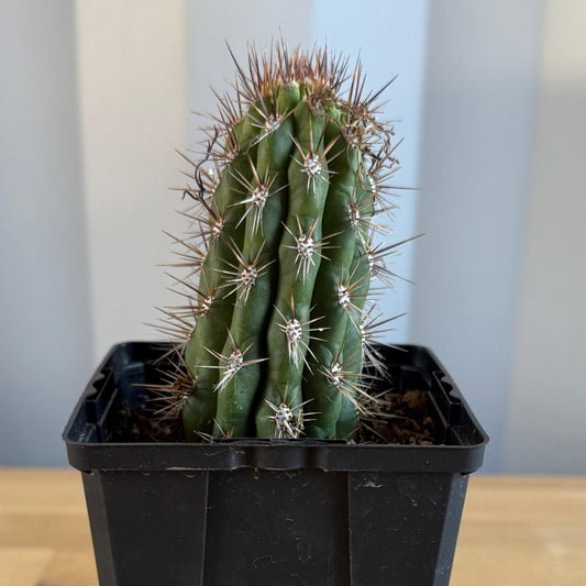 Cleistocactus fieldianus (L58)