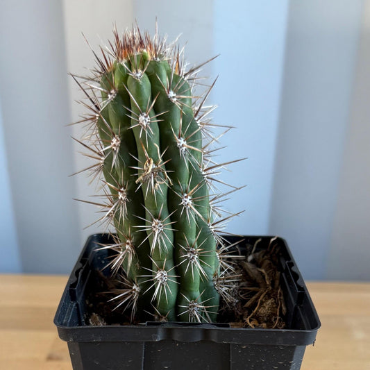 Cleistocactus fieldianus (L59)