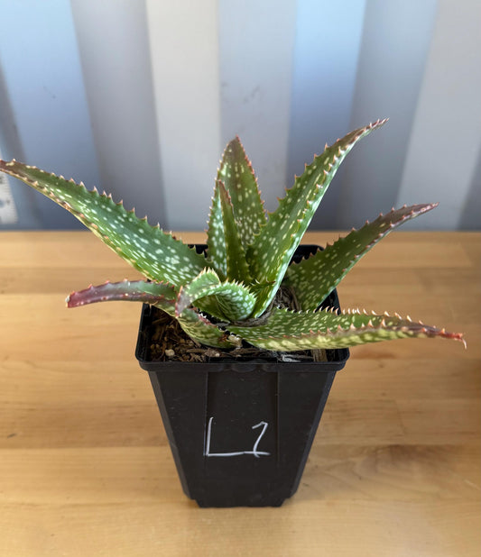 Aloe 'Cynthia Giddy' (L1)