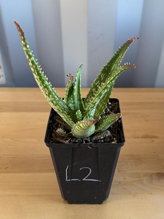Aloe 'Cynthia Giddy' (L2)