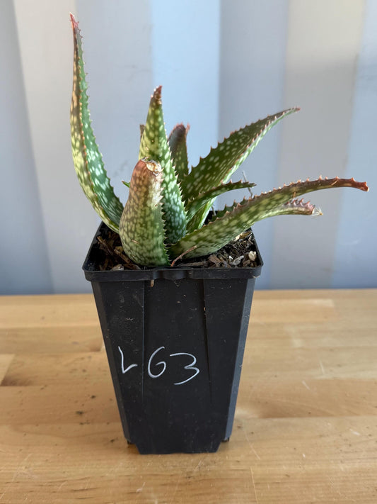 Aloe 'Cynthia Giddy' (L63)