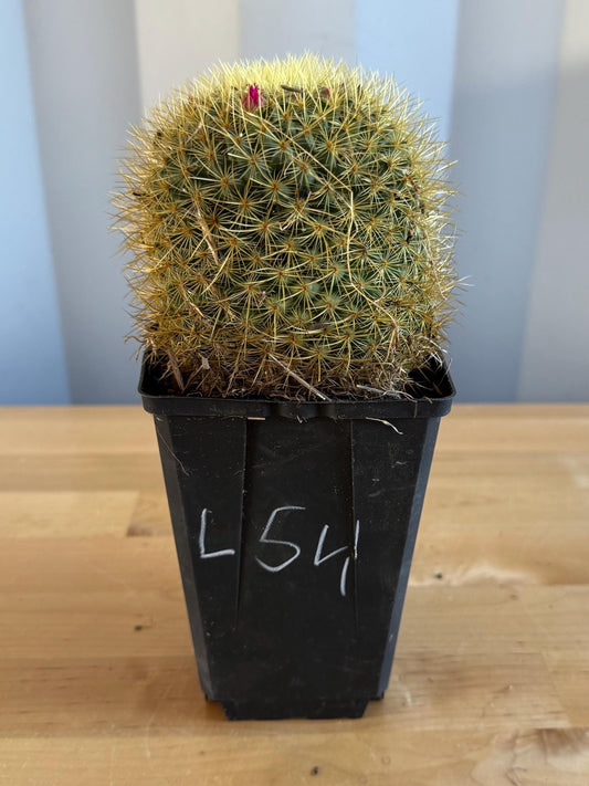 Mammillaria  (L54)