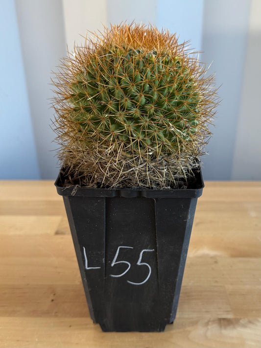 Mammillaria  (L55)