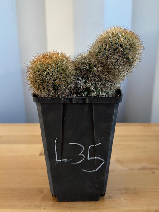 Mammillaria Cluster (L35)