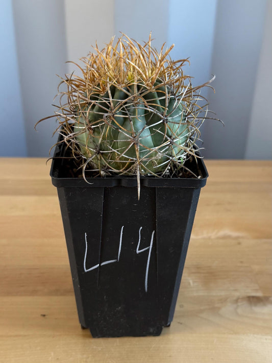 SUPER RARE Yellow Ferocactus | Ferocactus chrysacanthus (L14)