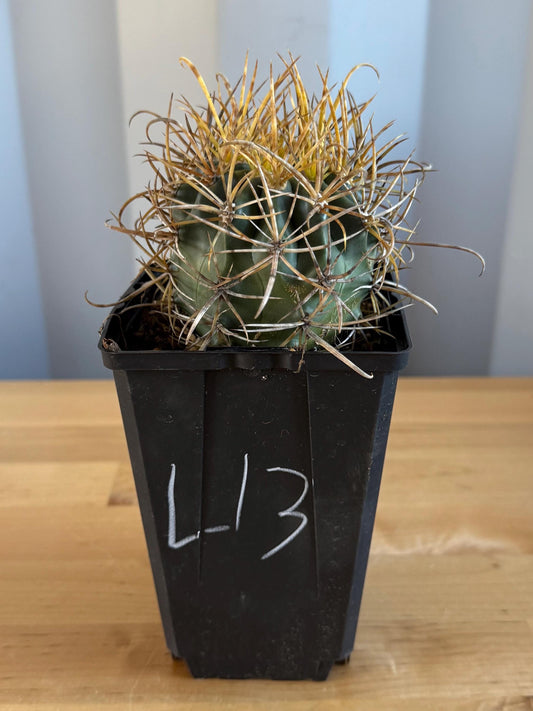 SUPER RARE Yellow Ferocactus | Ferocactus chrysacanthus (L13)