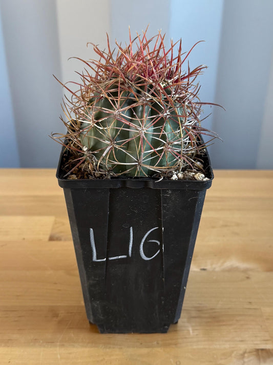 SUPER RARE Red Ferocactus | Ferocactus chrysacanthus var. rubrispinus (L16)