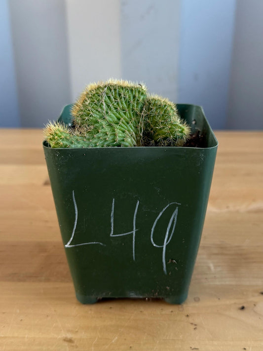 Crested Golden 'Rat Tail' Cactus | Cleistocactus winteri cristata (L49)