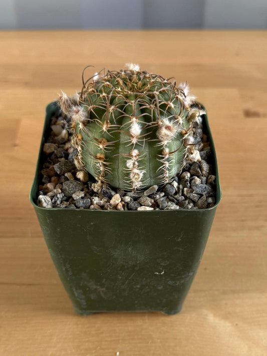4-inch Echinopsis backebergii | Lobivia winteriana