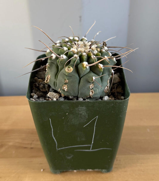 4-inch Gymnocalycium vatteri L1