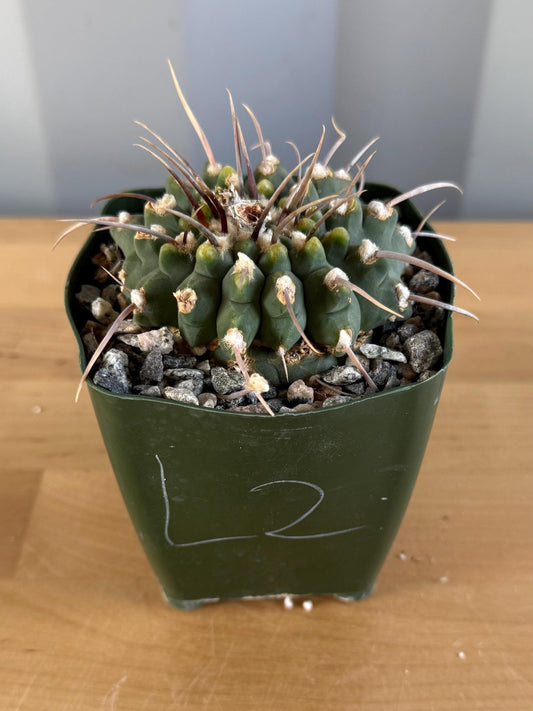 4-inch Gymnocalycium vatteri  L2