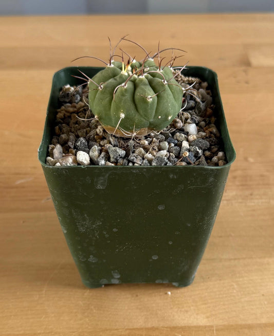 4-inch Matucana madisoniorum