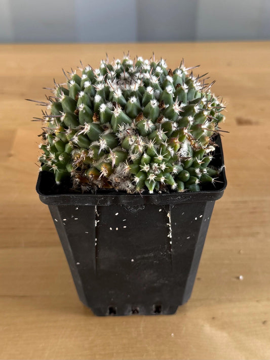 4-inch Mammillaria scrippsiana