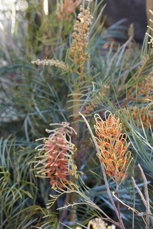 Grevillea 'Honey Gem'  - 5 Gallon (GN)