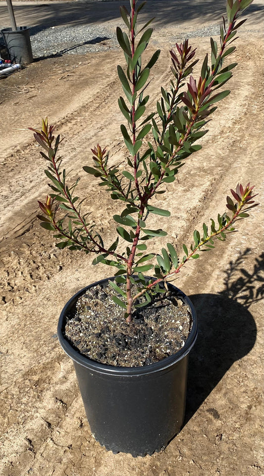 Leucadendron ‘Safari Sunset’ - 5 Gallon (GN)