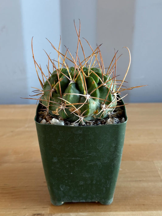 4-inch Lobivia longispina