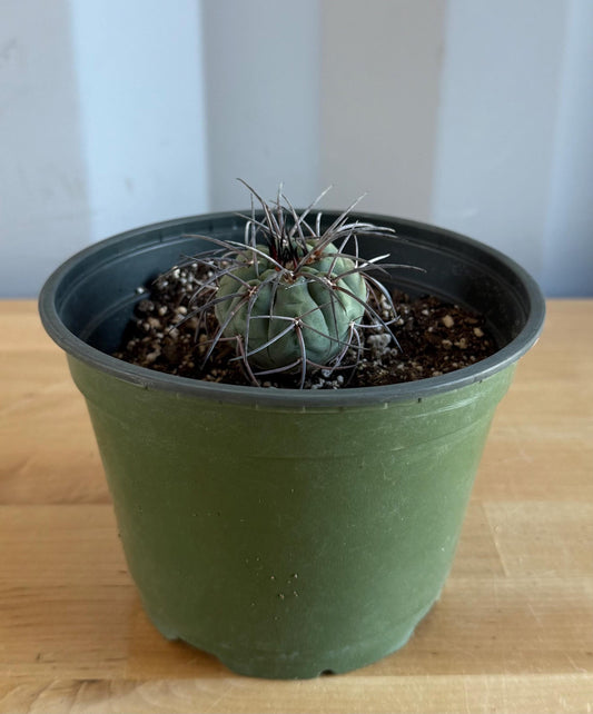 4-inch Gymnocalycium armatum | Gymnocalycium spegazzinii var. armatum