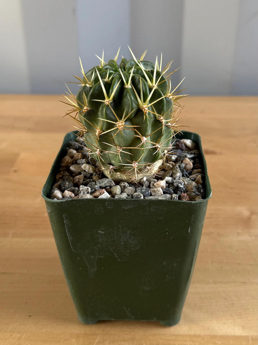 4-inch Lobivia maximiliana v. charazanensis