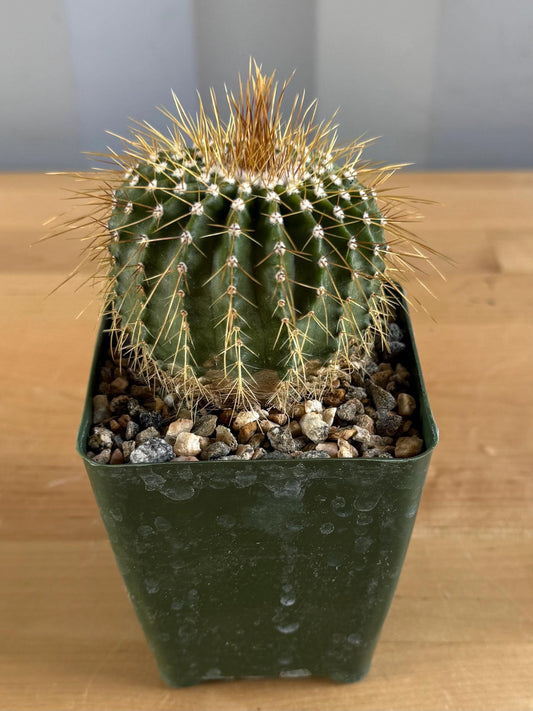 4-inch Notocactus schumannianus v. brevispinus