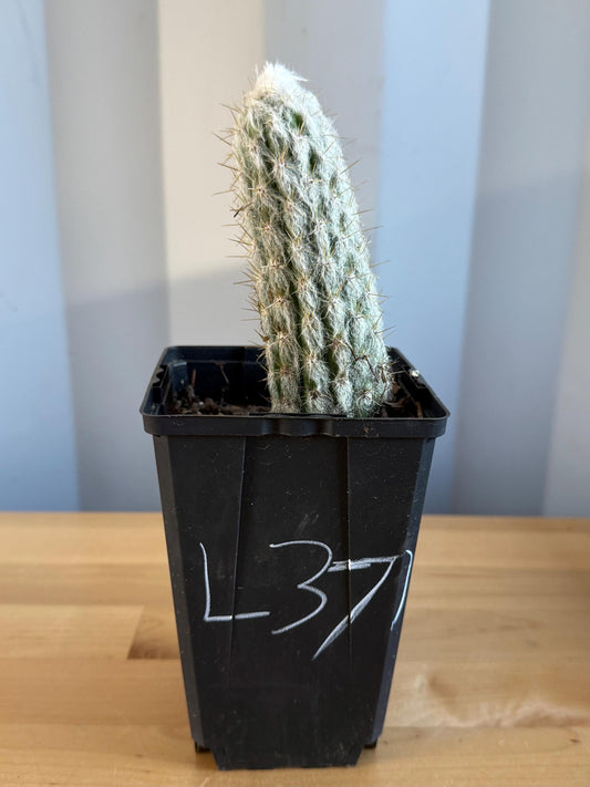 Old Man of the Andes | Oreocereus doelzianus L37