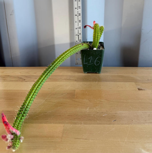 4-inch Cleistocactus samaipatanus | Bolivicereus samaipatanus L16