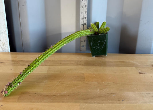4-inch Cleistocactus samaipatanus | Bolivicereus samaipatanus L17