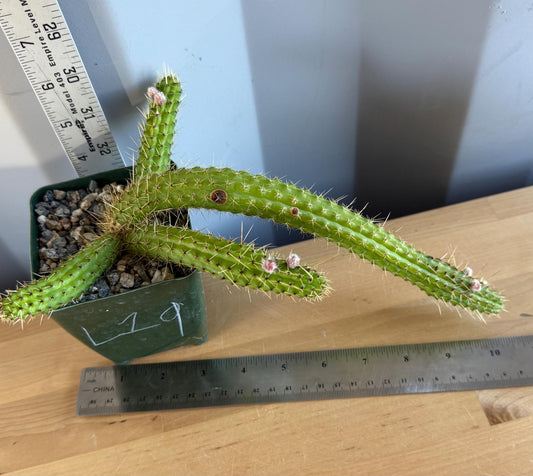 4-inch Cleistocactus samaipatanus | Bolivicereus samaipatanus L19