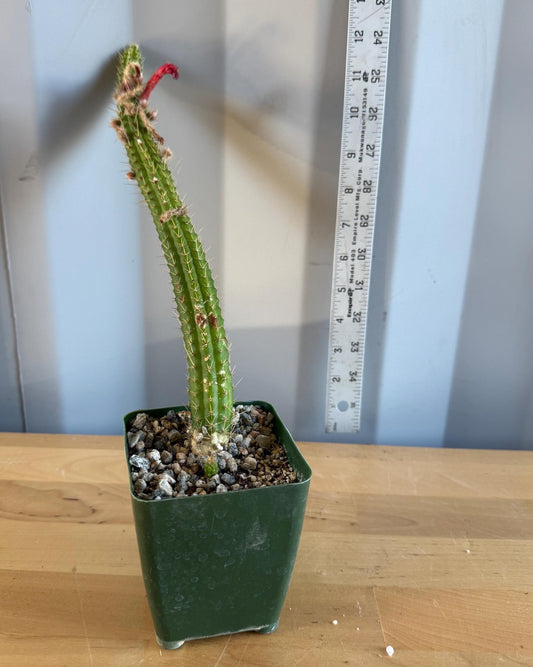 4-inch Cleistocactus samaipatanus | Bolivicereus samaipatanus L18