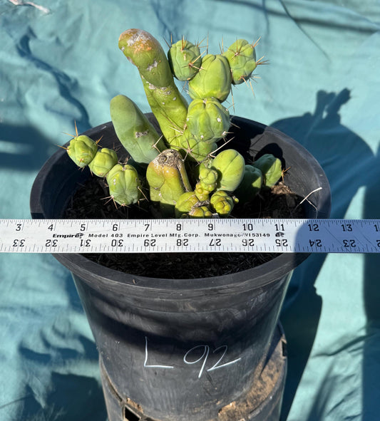 Monstrose Cactus (L92)