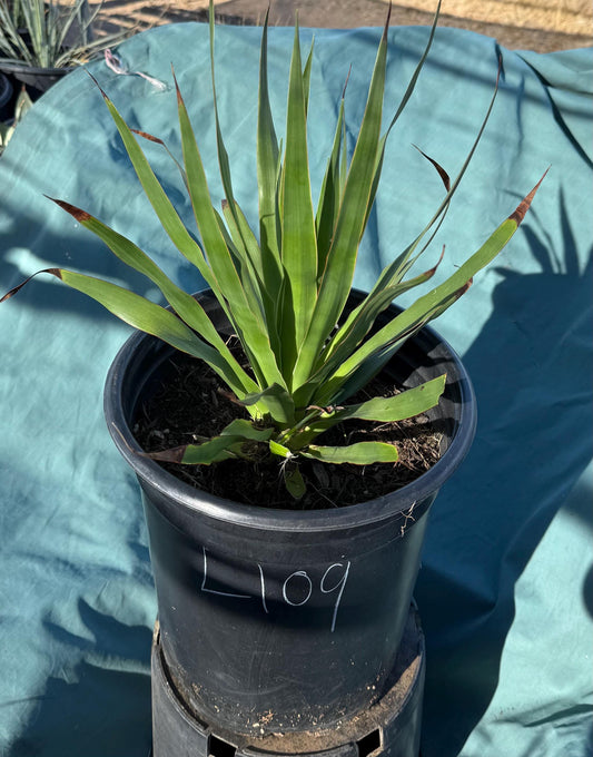 Three Gallon Dragon Tree (L109) | Dracaena draco