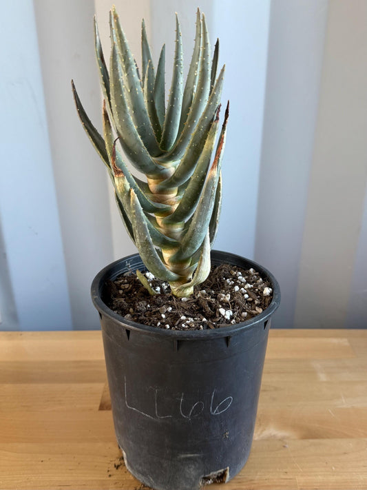 Aloe dichotoma | 'Quiver Tree' LL66