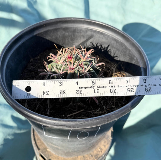 Devil's Tongue Cactus (L101) | Ferocactus latispinus