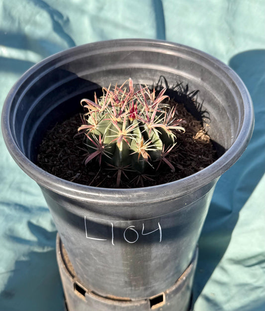 Devil's Tongue Cactus (L104) | Ferocactus latispinus