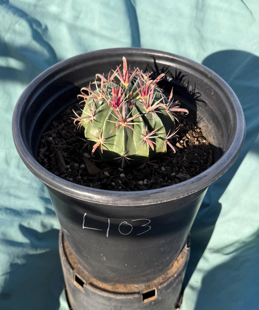 Devil's Tongue Cactus (L103) | Ferocactus latispinus