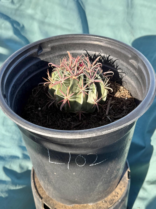 Devil's Tongue Cactus (L102) | Ferocactus latispinus