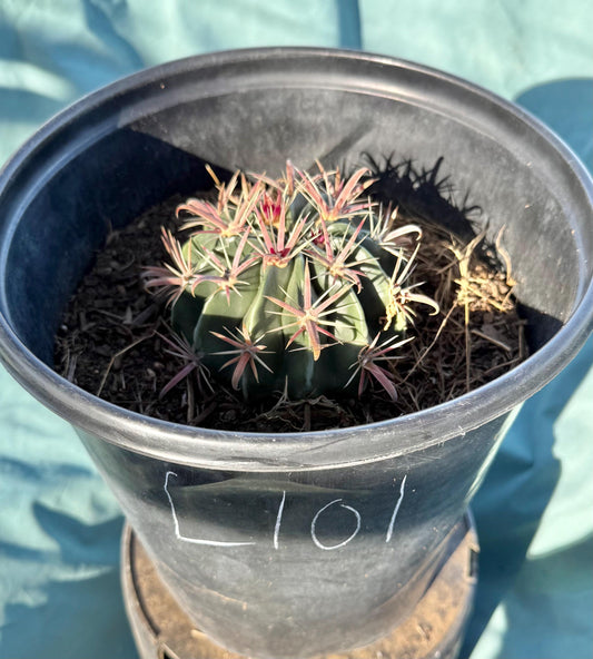 Devil's Tongue Cactus (L101) | Ferocactus latispinus